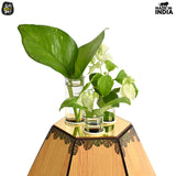 Test Tube Planter with Wooden Holder, Table Top Decor planters for Living Room Hexagon Design Corporate Gifts for Home/Office
